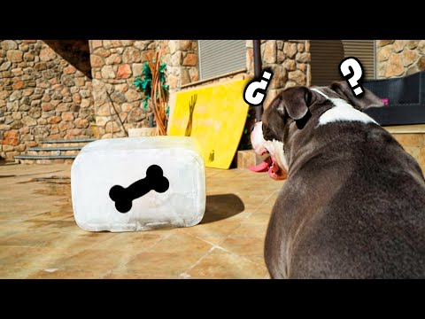 COMO REACCIONA UN PERRO AL VER SU JUGUETE FAVORITO CONGELADO!! [bytarifa]