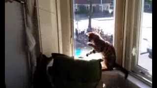 Puck and Max play with the riding crop