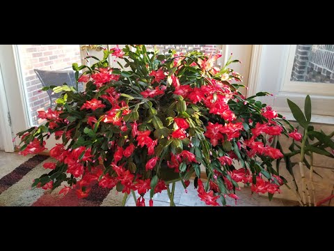 , title : 'How to Get Your Thanksgiving and Christmas Cactus to Bloom for the Holidays!