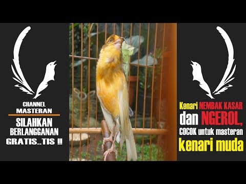 download lagu mp3 mp4 Masteran Kenari Ngerol Nembak, download lagu Masteran Kenari Ngerol Nembak gratis, unduh video klip Masteran Kenari Ngerol Nembak
