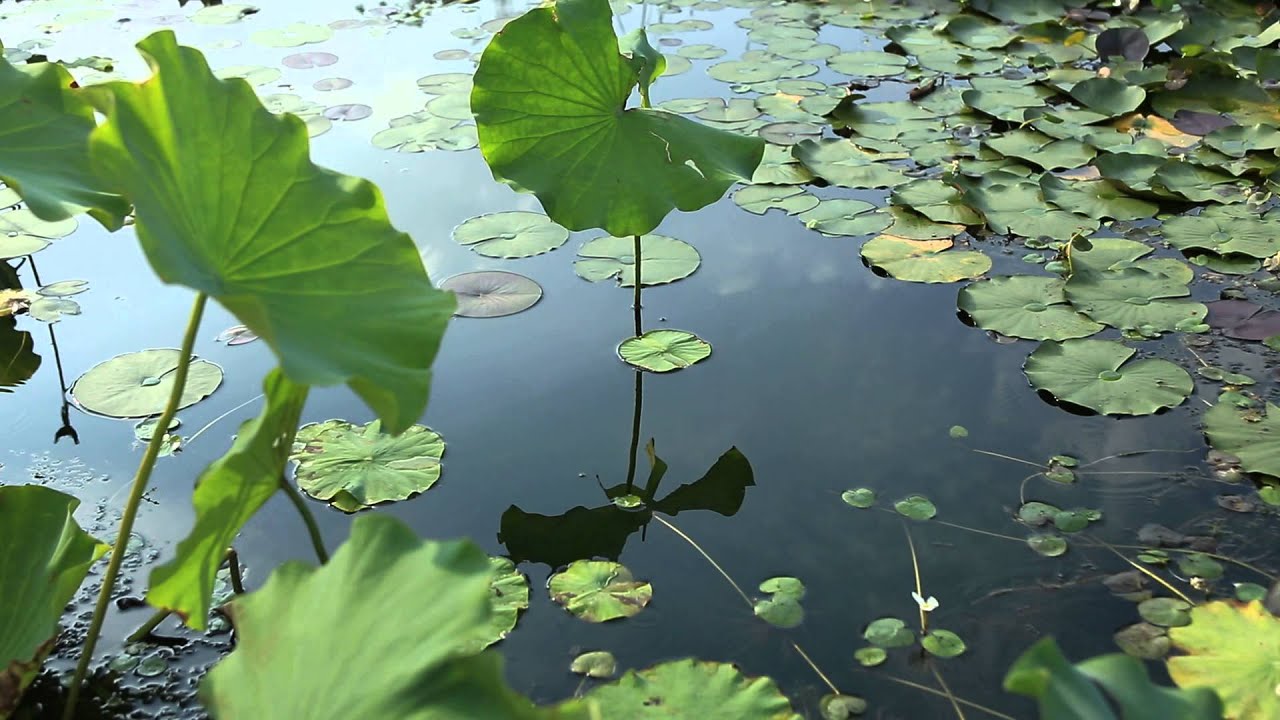 Поляризационный фильтр Kenko Slim C-PL 40.5mm