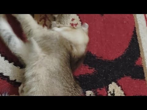 masum🥰😺#cat#mother#love#her#kitten❣️