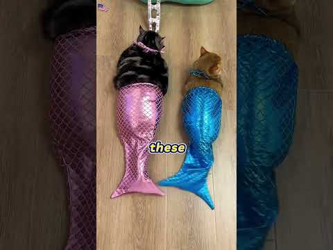 Dad Built A Giant Water Bed For His Cats! (Wait For The Office Plot Twist) 🐱💻#foryou#FunnyPrank#USA