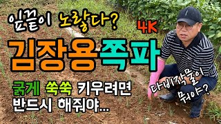 [4K] 쪽파 잎사귀가 노랗고 끝이 휘었어요 / 굵고 튼튼하게 쑥쑥 키우려면 반드시 추비를 해야 합니다 / …