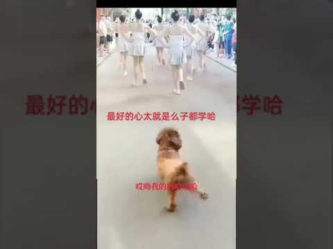 Dog Dancing With Girl funny dance#dance #dog #funny #viral
