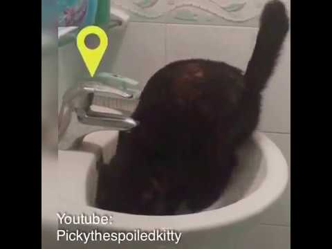 My cat's peeing in my sink