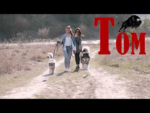 Afrojack X Jewelz & Sparks Feat. Emmalyn - Switch [prayn Dyan Remix][No Copyright Music] [TOM MUSIC]