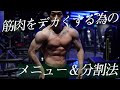 筋肉を大きくする為のオススメ分割法と全メニューをご紹介!中級〜上級者向け