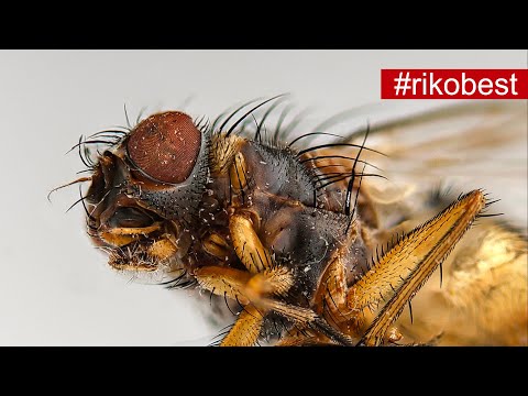 Makrofotografie - so machst du mega scharfe Makrofotos - Focus Stacking MAKRO Foto TUTORIAL