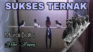 Download lagu Sukses ternak murai batu ekor panjang mp3