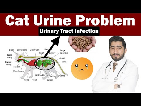 Cat Urinary Tract Infection | Reasons & Solution | Vet Furqan Younas | Animalia Dot Pk