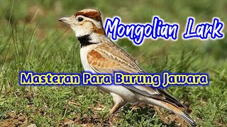 Download lagu Masteran burung jawara,Mongolian lark mp3 Download lagu Masteran burung jawara,Mongolian lark mp3