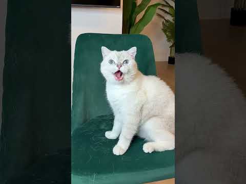 Ketika nyonya rumah menyuruh Kitty untuk menjadi ajaib