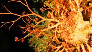 World&#39;s Most Alien Coral Reefs (Full Documentary) | TRACKS