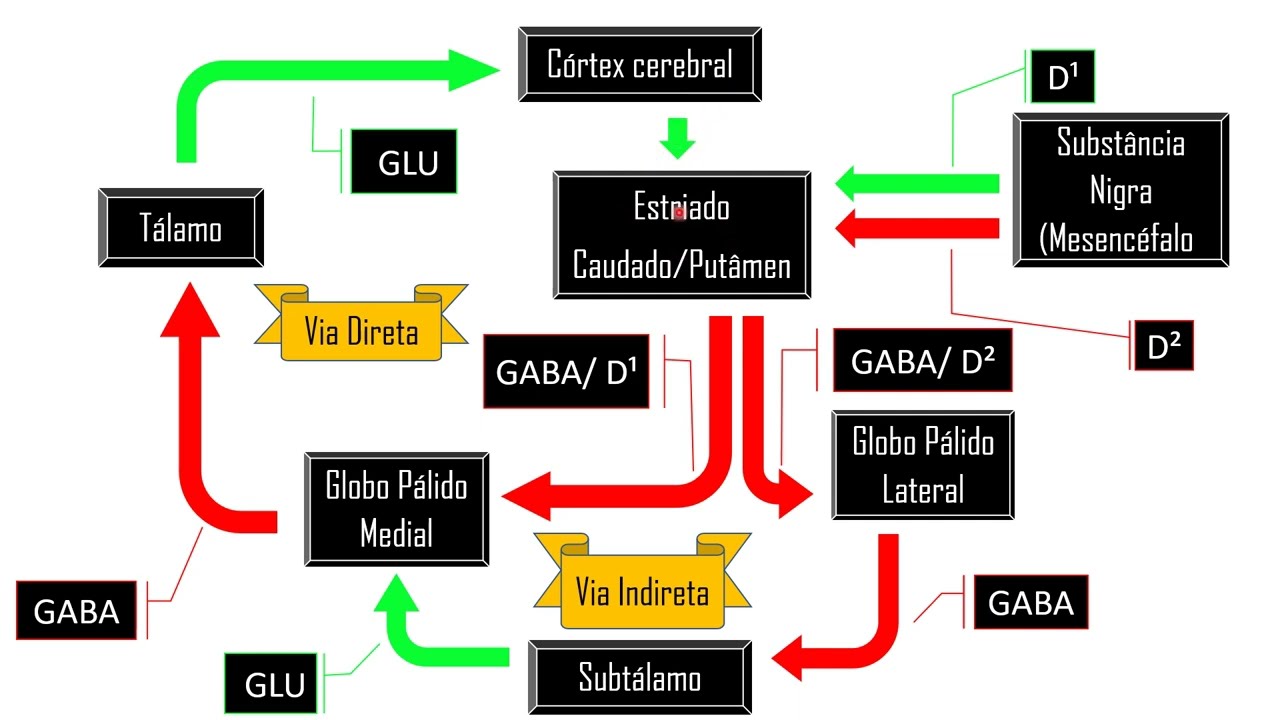 Circuito Córtico-Estriado-Tálamo-Cortical // GÂNGLIOS DA BASE // NÚCLEOS DA BASE