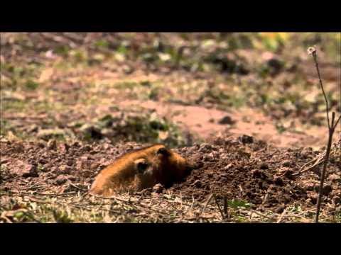 Meet the Animal Misfits of our Planet | SciTech Now