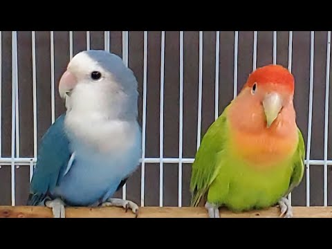 Love bird Agapornis 🦜 1 hour chirping & activity