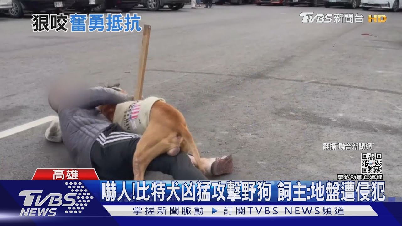 狠咬不放!比特犬凶猛攻擊野狗 飼主疑地盤遭侵犯