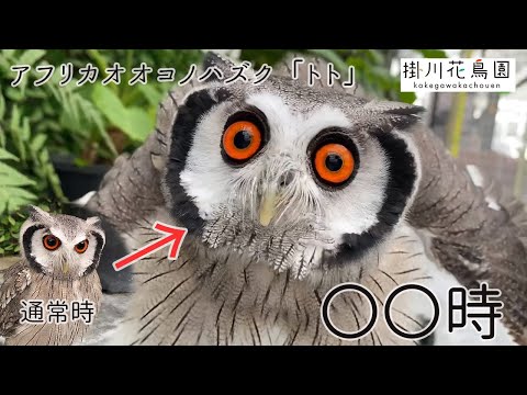 セレンディップオオコノハズクについて詳しく解説