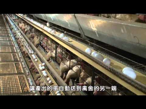 家禽免疫注射生物安全  暨養禽場新式設備宣導 台語