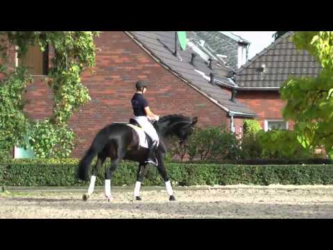 Stoiber SN 19-10-2012 - Der perfekte Hengst