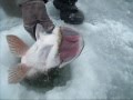 Video Thumbnail for Northern Pike ice fishing