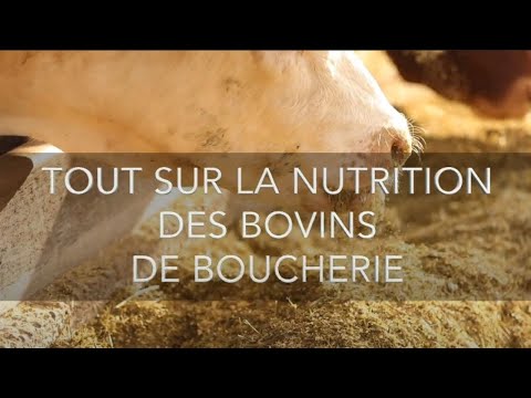 , title : 'Tout sur la nutrition des bovins de boucherie'