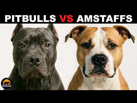What Is The Difference Between Pitbulls and Amstaffs?