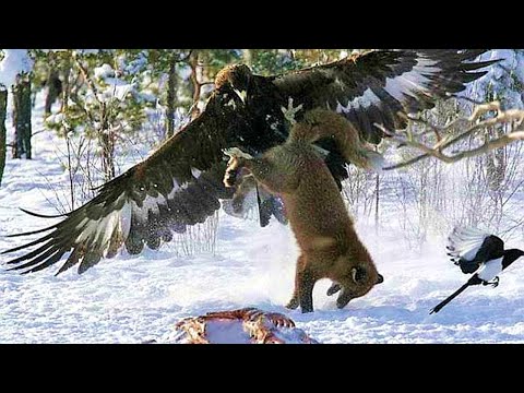 ORZEŁ PRZEDNI to drapieżnik, który atakuje nawet wilki! Orzeł przedni kontra jeleń, lis i zając!