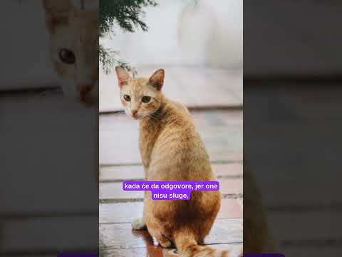 Kad mačka ignoriše vaše pozive 🐱 #macka #mačke #macketinashop #mačketina #ljubimac #ljubimci