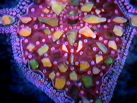 Trygon - Stingray 2000 by Marisa Angelis