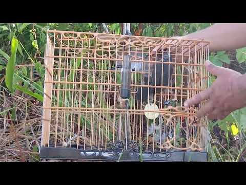 Trinca ferro javali entregando o segundo em aurora do para 