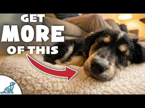 3 Indoor Games That Tire Out Your Hyper Puppy