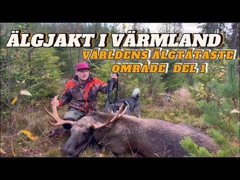 Älgjakten som tog en oväntad vändning Från misstaget i tornet till historien i skogen