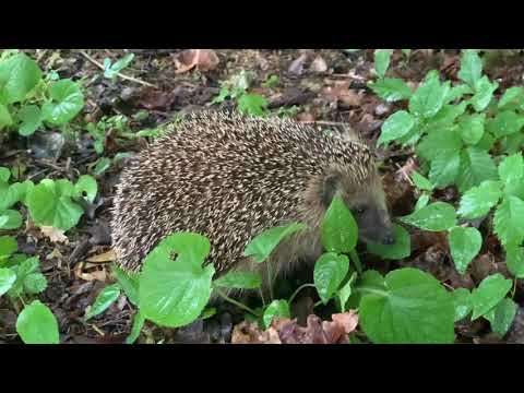 En rädd ung igelkott vandrar runt