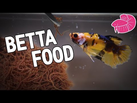 Live Fish Food - California Blackworms Culture For My Bettas!