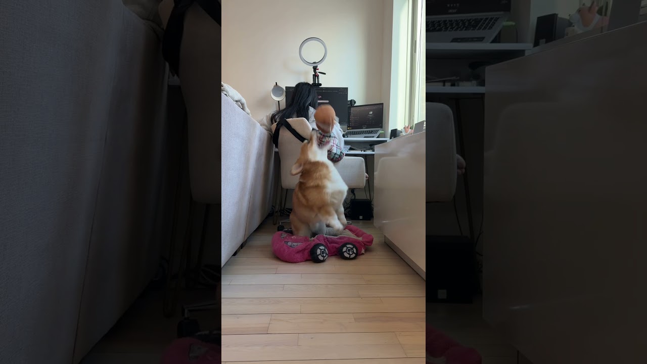 I wonder if people even notice the toy flying 😂