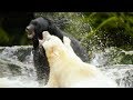Mother Bear Fights Male For Prime Fishing Spot Natural World Ghost Bear BBC Earth