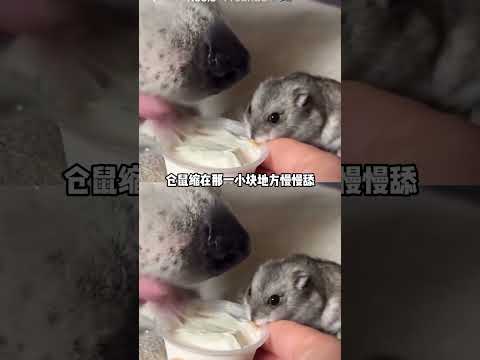 倉鼠：這么能吃，咋不把我一起吃了#倉鼠 #小狗 #萌寵 #動物