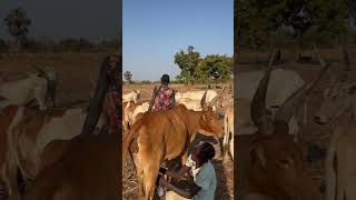 Young woman milking a cow #shortvideo