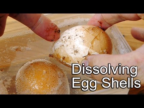 Egg Shell Science Experiment - Dissolves in Vinegar