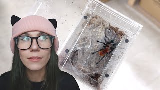 I Rehoused This Spider with ONE HAND! Green Bottle Blue, PO Box DRAMA and MORE! VLOG