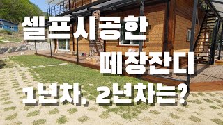 잔디 심으면 언제 클까?  식재 1년차, 2년차 비교. 마당 잔디 셀프시공
