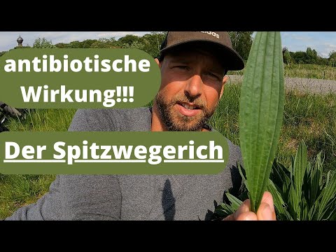 , title : 'alles zum Spitzwegerich + Tinkturherstellung - antibiotische Wirkung.'