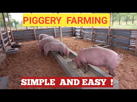 , title : 'How To START A PIG FARM Business As A BEGINNER! ( DETAILED )'