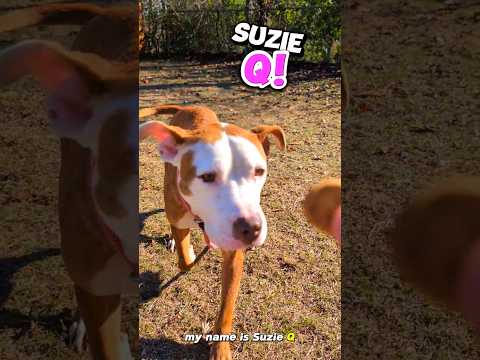 SUZIE Q, an adoptable Mixed Breed in Columbia, SC_image-1