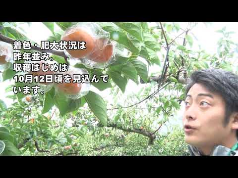 20201008和歌山の柿生育状況