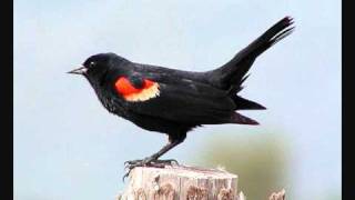 MIILUKORPI Proudly presents Emiliana Torrini - Serenade