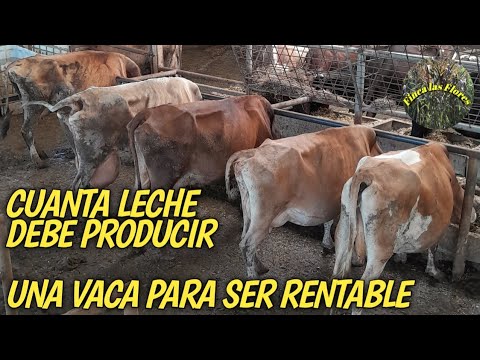 , title : 'Cuanta Leche debe producir una vaca para ser Rentable ... Finca las Flores el Salvador 🇸🇻'