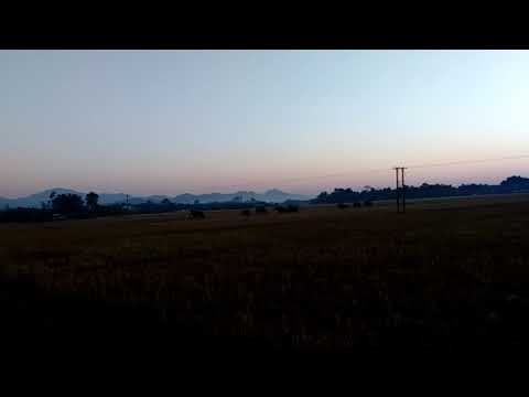 Hami gaw ker hati rate dhane saman  alahe hati(2)